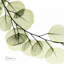 «Red Barrel Studio® Koetsier, Albert Gallery, art sur toile tendue: Menthe eucalyptus-925968240