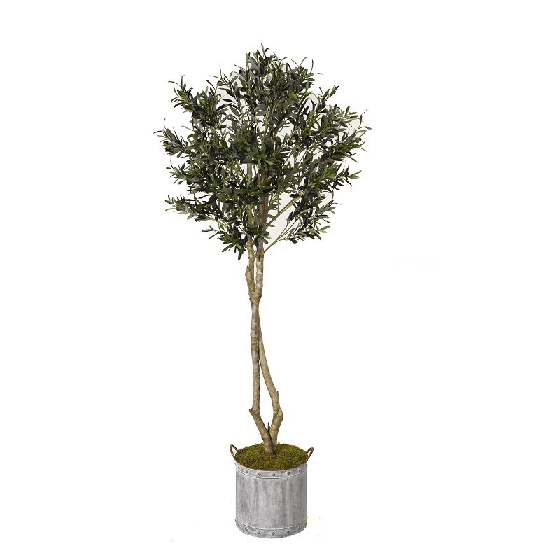 Arbre d’olive dans un pot de fleurs
