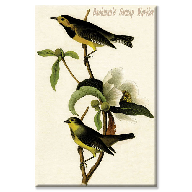 « bachman swmap warbler », impression sur toile tendue, H 36 po x l 24 po