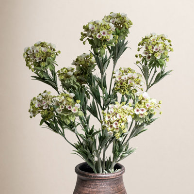 Audet Sweet Alyssum Stems