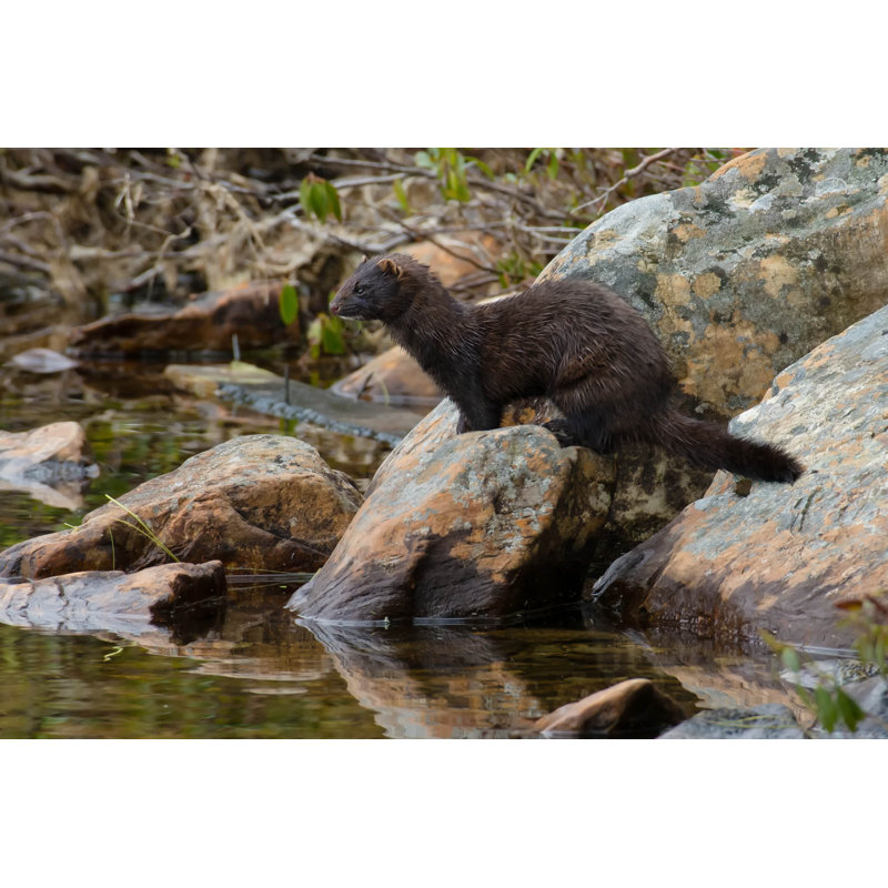 American Mink par Paulreeves - Photographie sur toile tendue, L 12 po x H 8 po