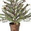36" Potted Skip Pine Tree With Cone