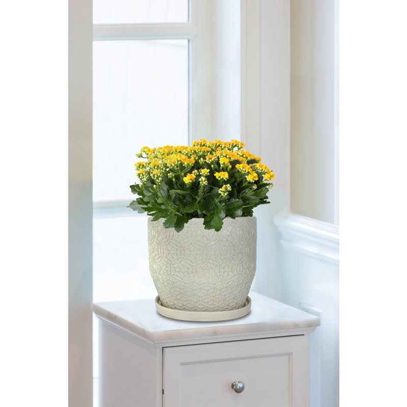 Pot à fleurs Grettei, 13 po x 13,05 po x 13,20 po