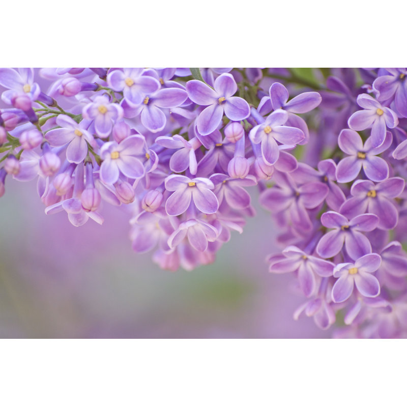 Chima lilas en détail par - Photographie sur toile tendue, H 20 po x l 30 po