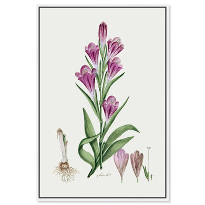Art Remedy Botanical Prints Canvas, Violet Gladiolous
