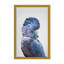 Nature Inspired Black Cockatoo by  - Picture Frame Photograph on Paper-81386674-131284548-131287398