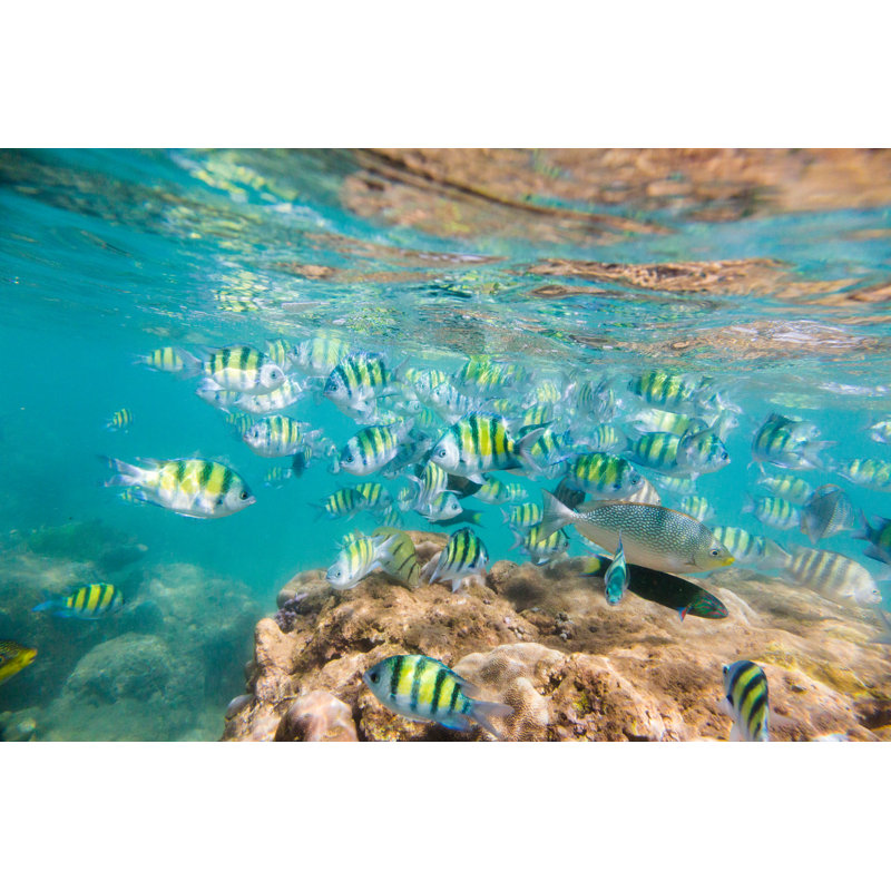 Poisson tropical sous l'eau par Danilovi, H 8 po x l 12 po