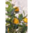 59'' Artificial Lemon Tree in Pot