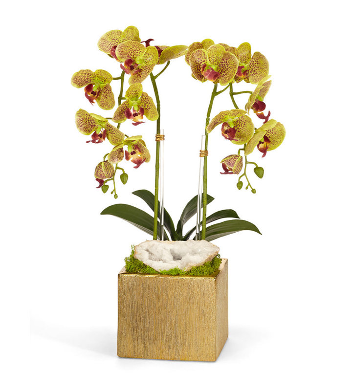 Orchidée en pot, Vert