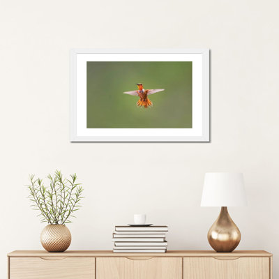 " Rufous Hummingbird " by Larry Ditto