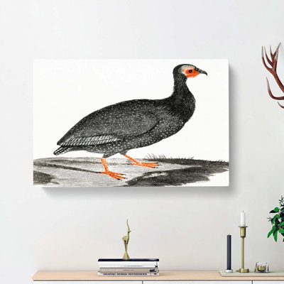 Guinea Fowl by Johan Teyler - Wrapped Canvas