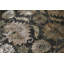 Oriental Area Rug