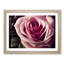 An Exceptional Rose Flower - Framed Print-758606175-758606172