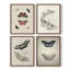 «Vintage Animal Print», impression encadrée XLV III - ensemble de 4-1855827171-1855827181
