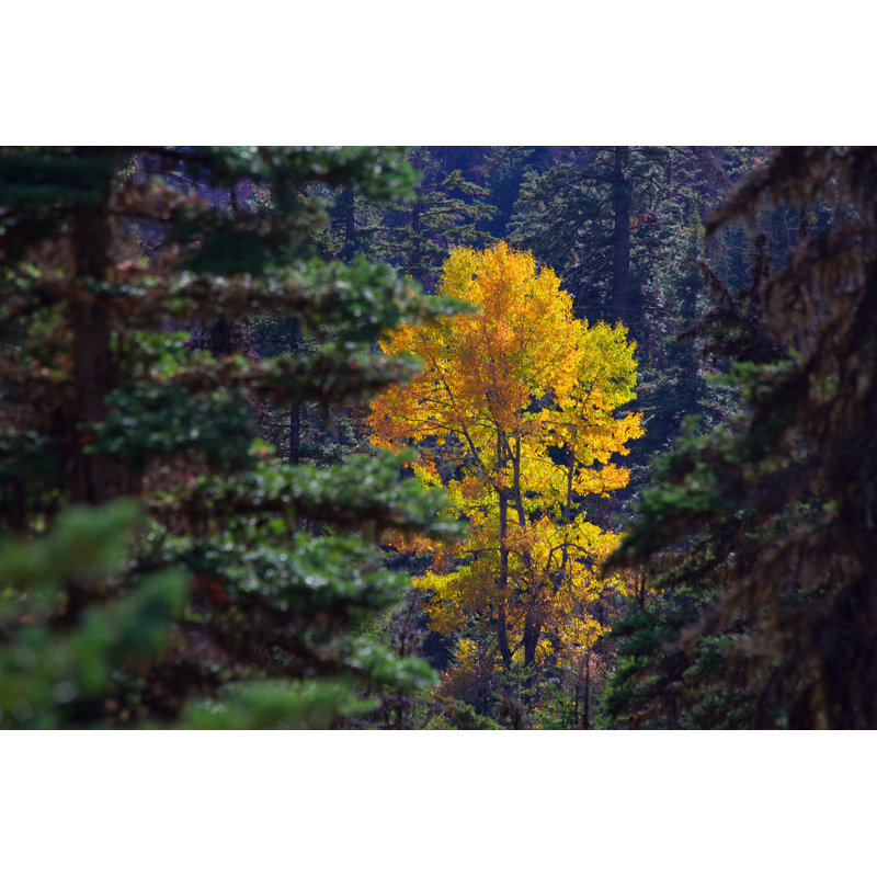 Lone Maple by Vince Barnes - Wrapped Canvas Print, 30cm H x 46cm W