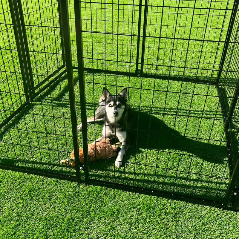 Chenil pour chien très grand et robuste de 10 pi x 10 pi x 4 pi Helena - 16 panneaux