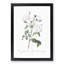 White Roses by Pierre-Joseph Redoute - Picture Frame Art Prints-55612731-55612735
