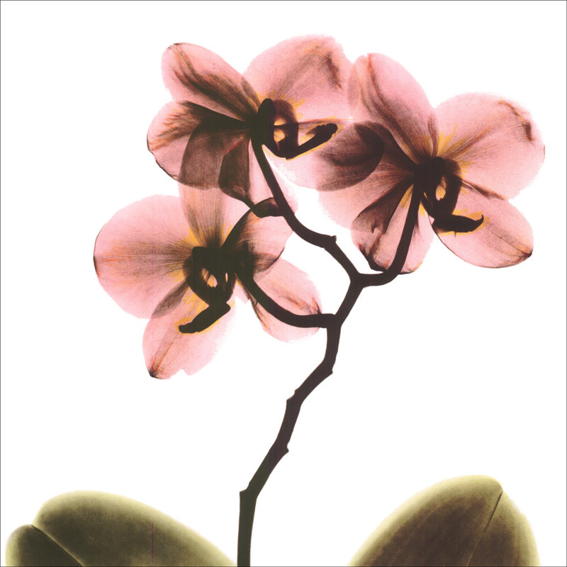 Crystal Flowers X-Ray, Orchid, 28" H x 28" W