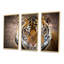 Portrait d'un tigre sauvage - ensemble d'art mural sur toile encadré traditionnel de 3-1033371787-1033371785