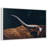 Cow Texas Longhorn-825780688-825780690