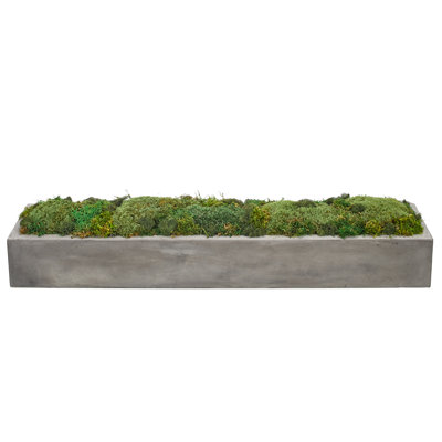 Moss Mound,Rectangle Planter Concrete, 31.5wx7dx5.5h