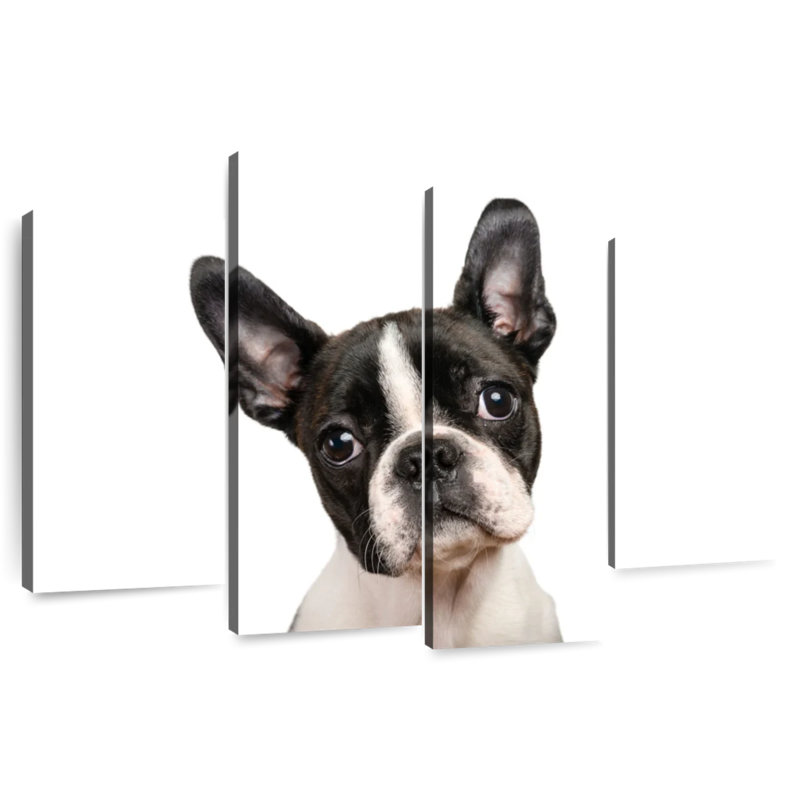 Brampt Little Boston Terrier