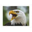 No Frame Print on Canvas-542770223