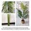 Palmier sagoutier Forest Forest pour bureau, salon, patio-1773908630