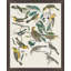 Bird Chart 2 Print by Nathan Turner