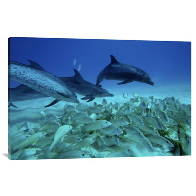 " Atlantic Spotted Dolphin Trio Predating On School Of Snappers, Bahamas, Caribbean "