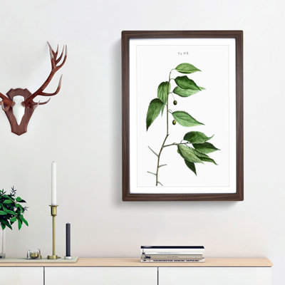 European Nettle Tree by Pierre-Joseph Redoute - Picture Frame Painting Print