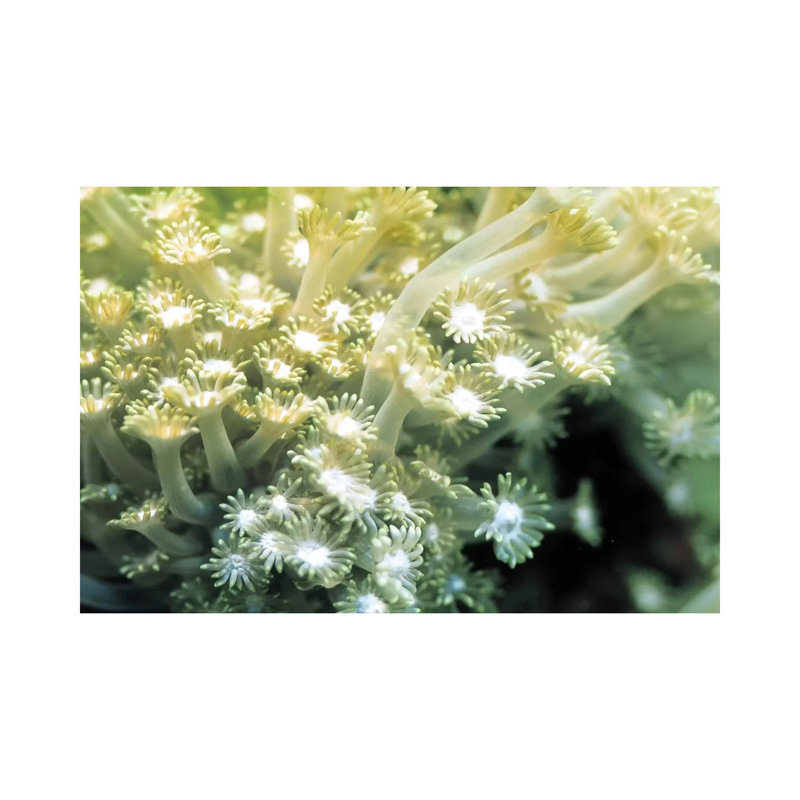Goniopora Green Coral - Wrapped Canvas Print