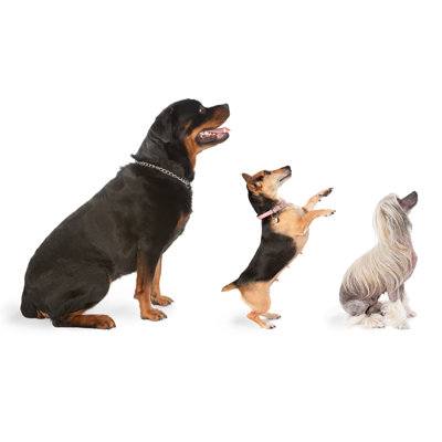 Three Dogs Looking To The Same Direction by Mediaproduction
