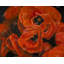 Napperon Poppy Bouquet