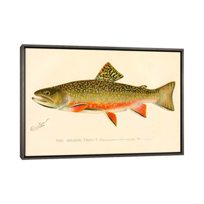 " The Brook Trout "