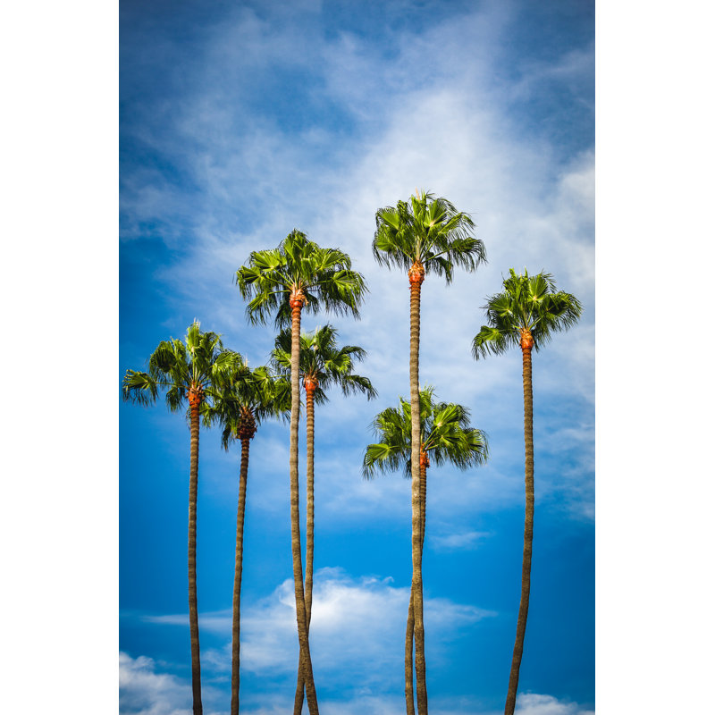 Palm Tree Grove In California by Eurobanks - Wrapped Canvas Print, 46cm H x 30cm W