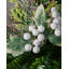 Fabric Berry Arrangement