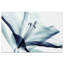 Amaryllis - Reproduction d'art graphique sur verre