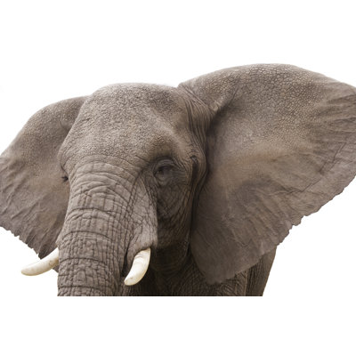 " Elephant Isolated " by Donvanstaden
