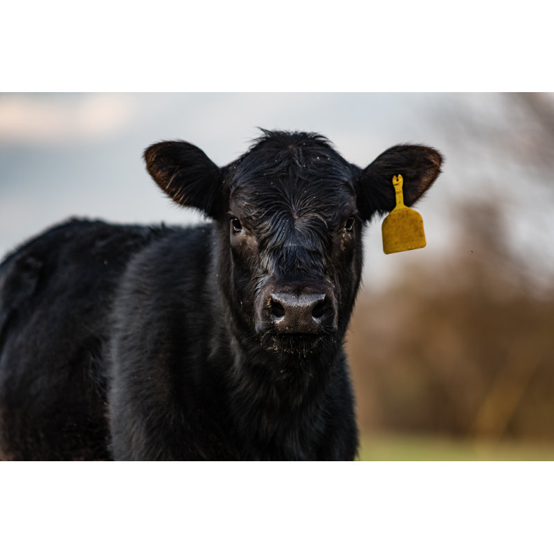 Black Angus Calf Close Up by Jacqueline Nix - Wrapped Canvas Print, 30.48cm H x 45.72cm W