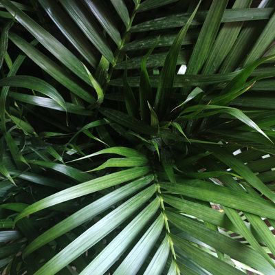" Jungle Vibes "