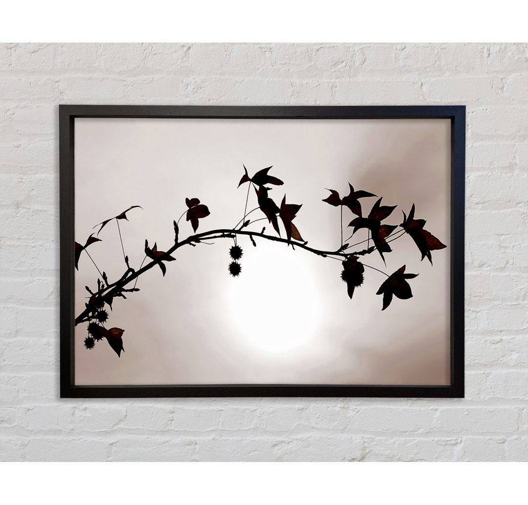 Cocoa Leaves N Berries In Sunlight - Single Picture Frame Kunstdrucke auf Leinwand