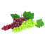 Grappe de raisin Grasmere-29363610-29691937