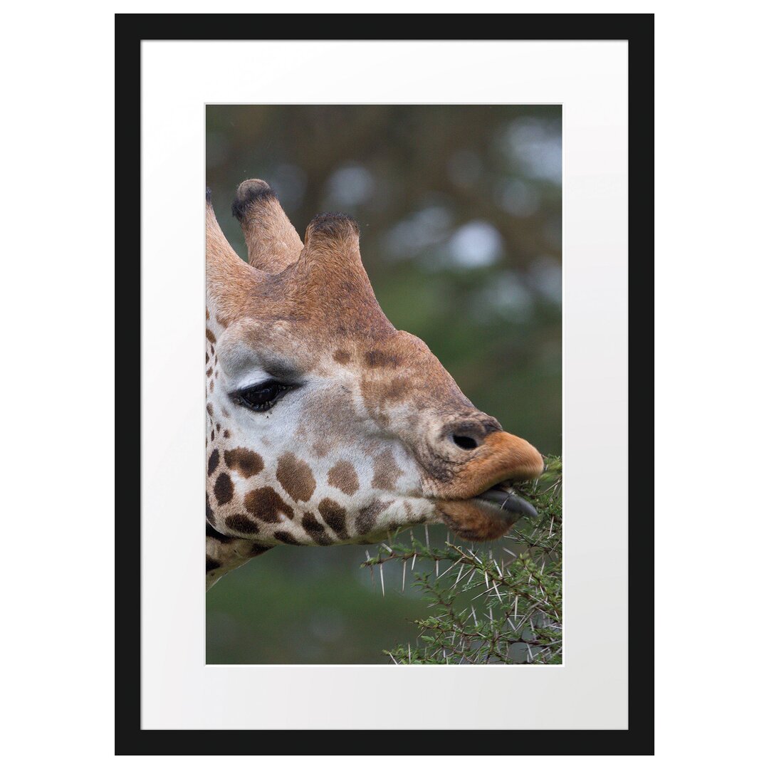 Gerahmtes Poster Schöne Giraffe beim Fressen