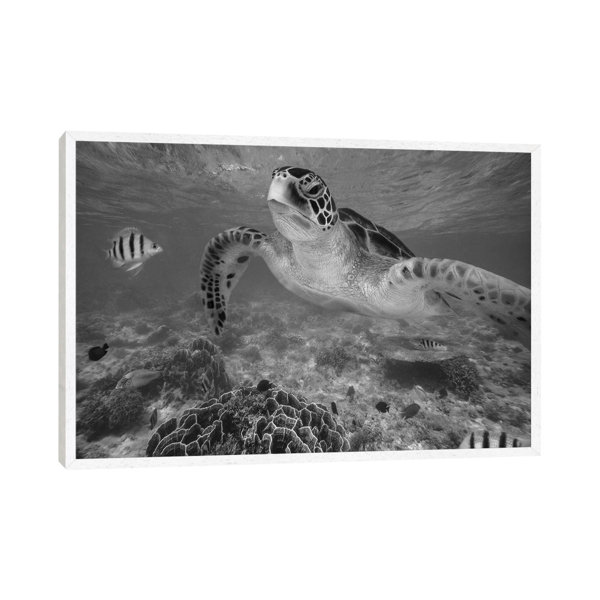 Bay Isle Home Green Sea Turtle And Sergeant Major Damselfish Group ...