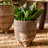 Saihan Pot Planter-1978755168