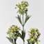 Alyssum artificiel blanc en soie Audet (paquet de 1 branche)-2048083511