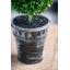 Topiaire buis en pot-22214119