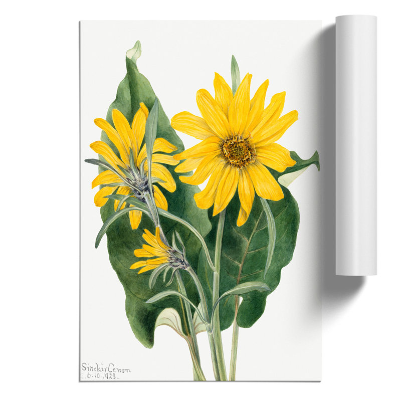 Balsamroot by Mary Vaux Walcott - Frameless Print, 30cm H x 21cm W x 0.1cm D