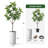 Artificial Tree in Modern Minimalist White Textured Planter Fake Magnolia Tree-104351663